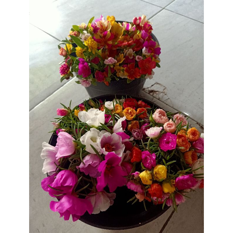 paket lengkap bunga krokot 7jenis -+60warna