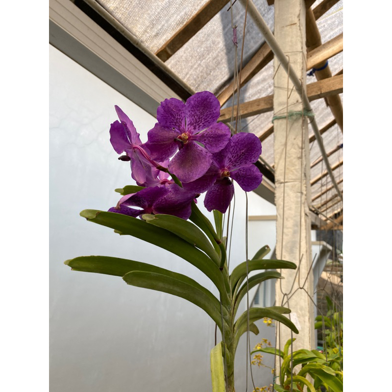 Anggrek Vanda dewasa dan spike