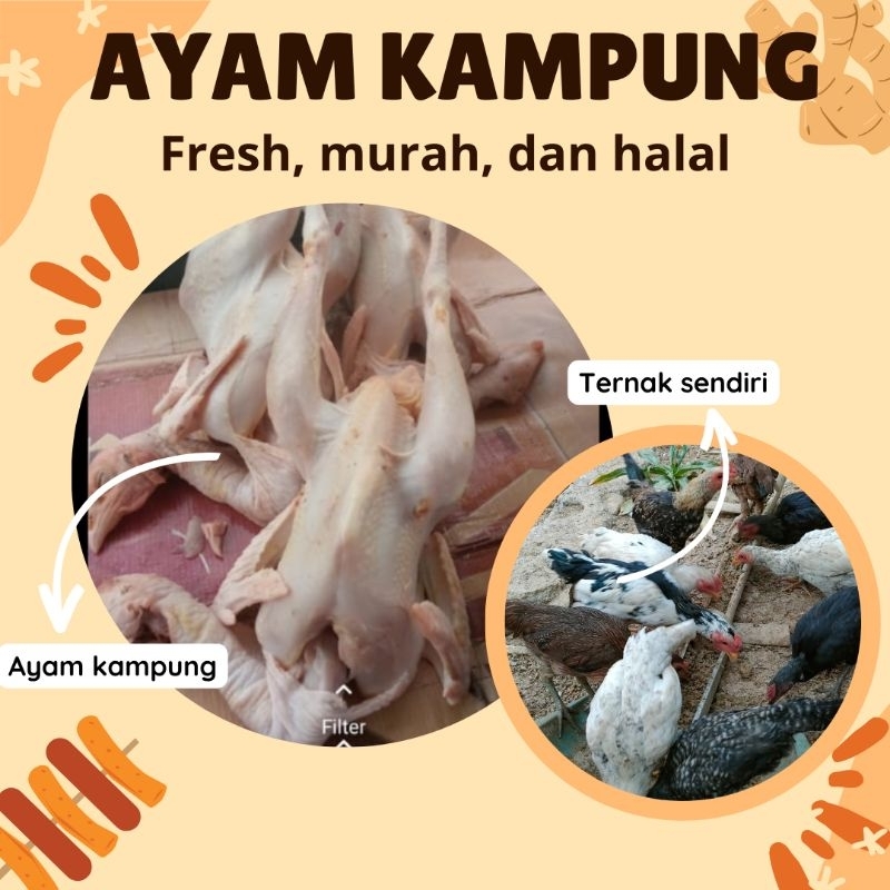 

Ayam kampung berat 900-1100gram | Fresh, Murah, Halal.