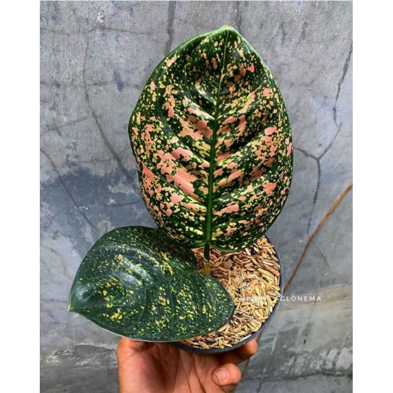Aglonema Ruby Kura Mutasi Tanaman Hias Aglonema Aglaonema Ruby Kura Mutasi Merah Murah BUKAN BONGGOL