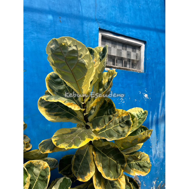 Tanaman Ketapang Biola Varigata | Biola Cantik Varigata