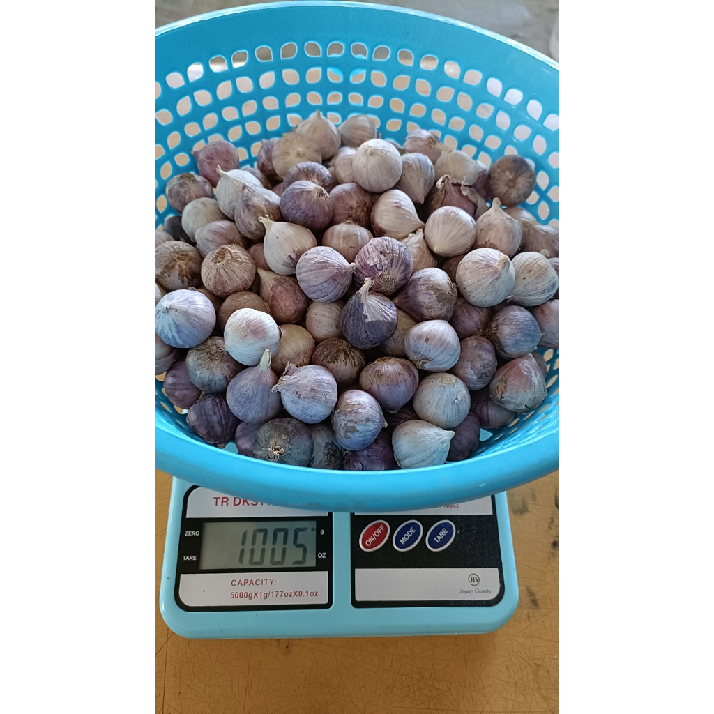 

BAWANG PUTIH TUNGGAL/LANANG JUMBO KEMASAN 1 KG