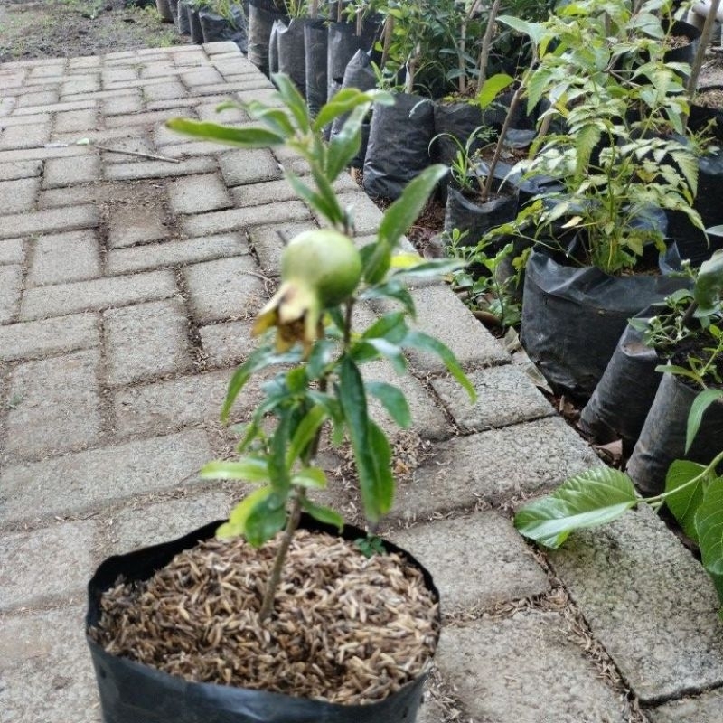 Bibit Delima putih Berbunga ukuran kecil