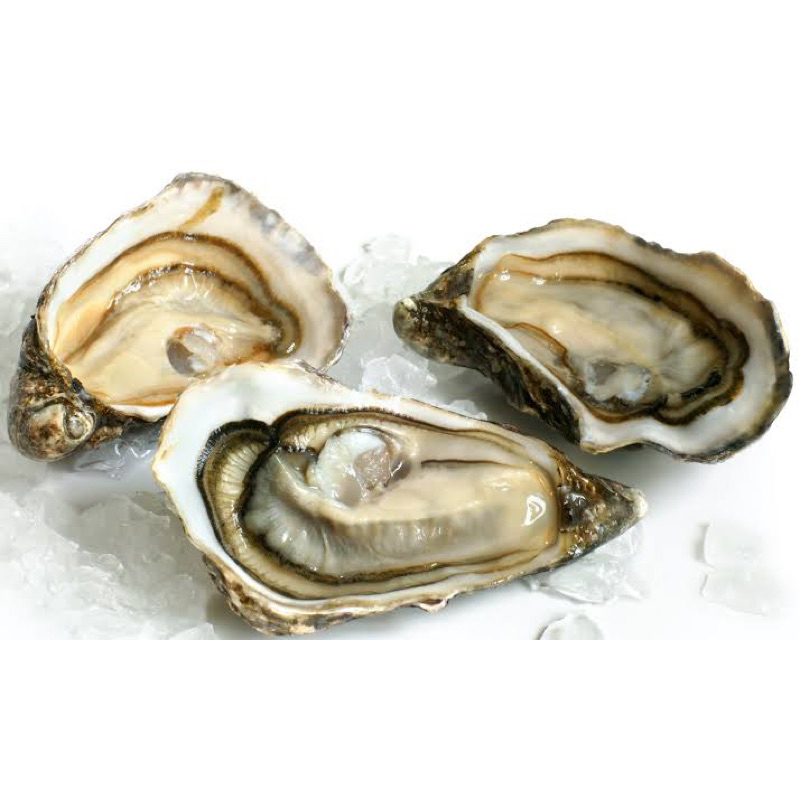 

OYSTER HIDUP