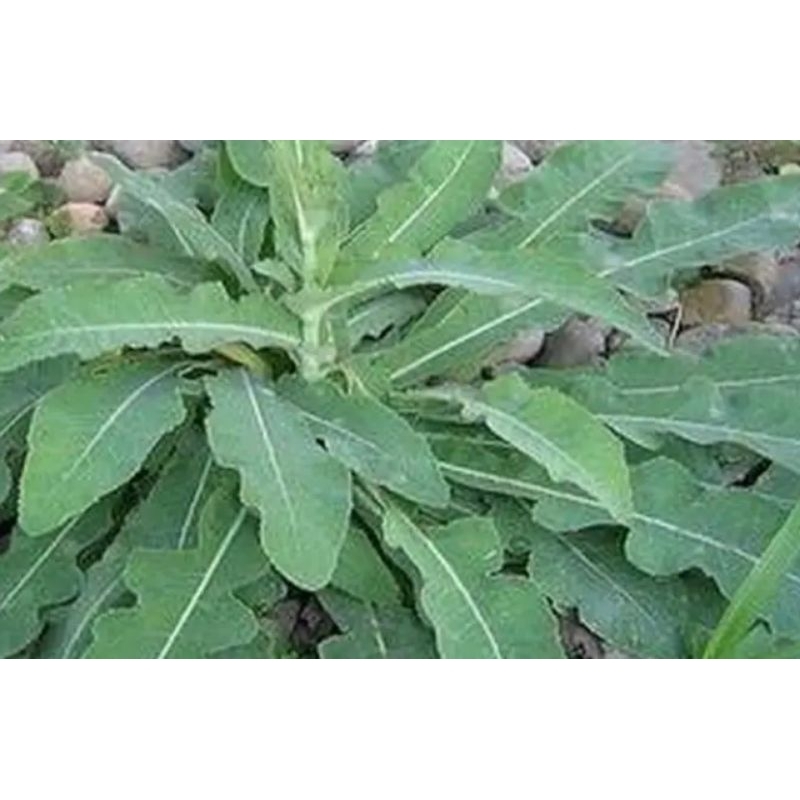 

daun lempuyang dan mahoni