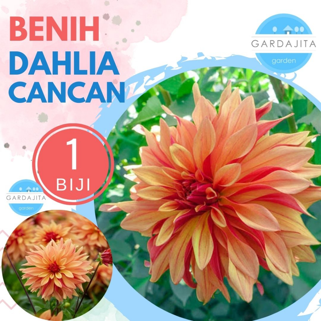 Benih DAHLIA CANCAN Biji Bunga
