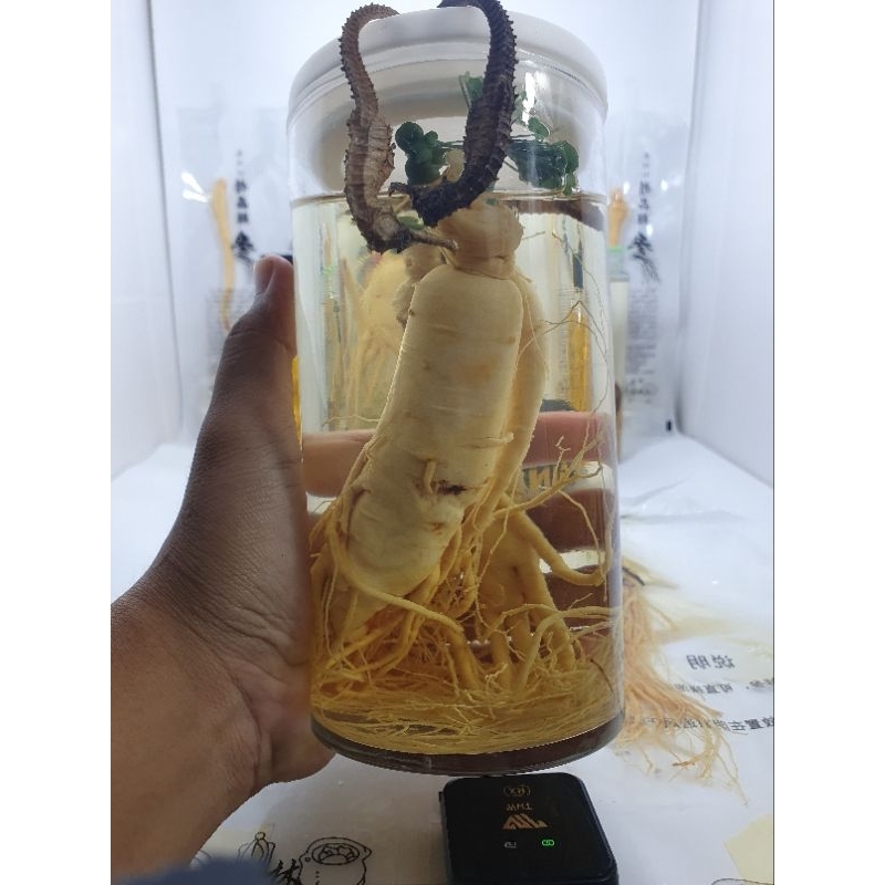 Ginseng PREMlUM Fres Import Asli Jumbo 200gr + Kuda Laut + Botol Kaca Tebel 1 Liter