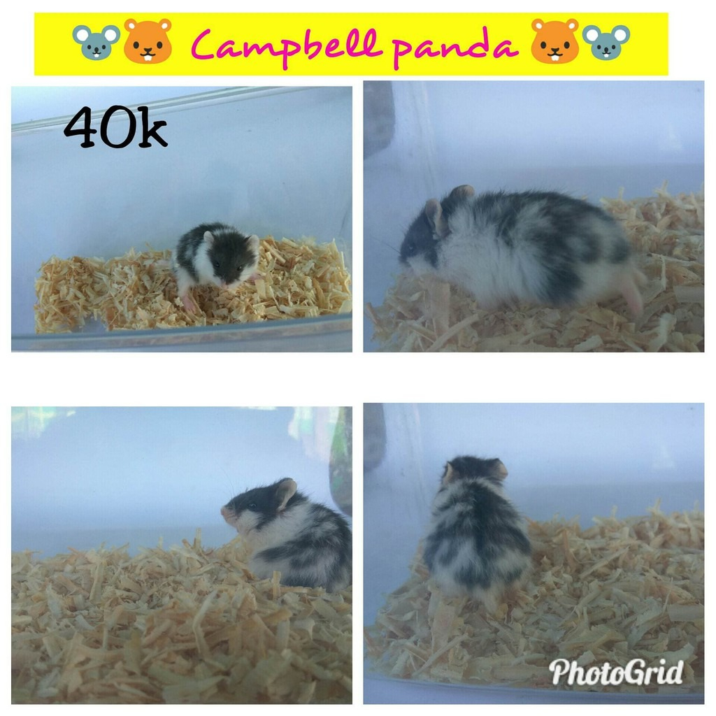Hamster Campbell Panda