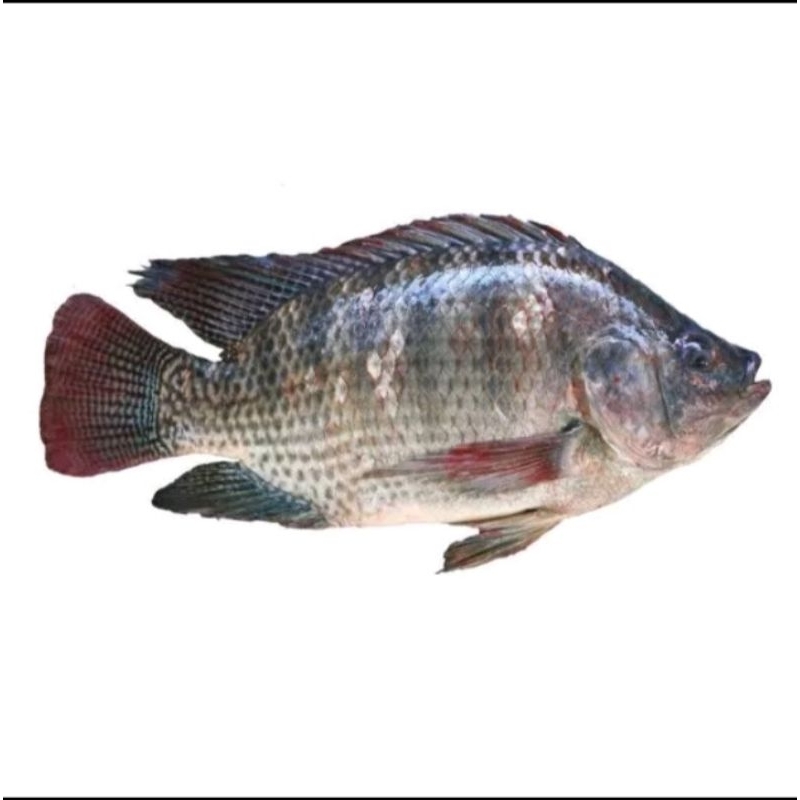 

Ikan mujair segar
