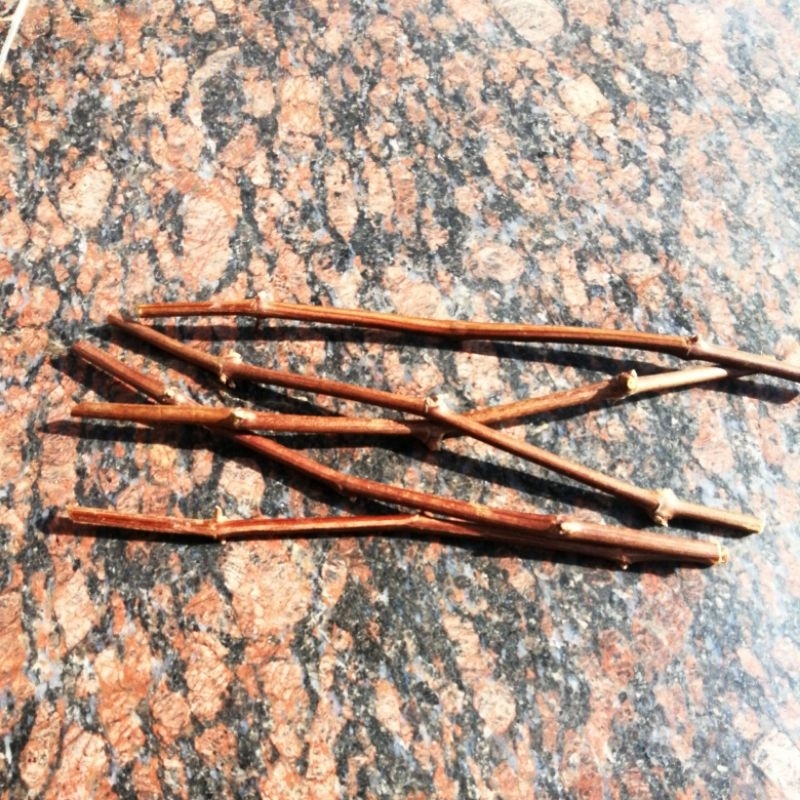 Paket Rootstock KOBER 5BB isi 5 Batang