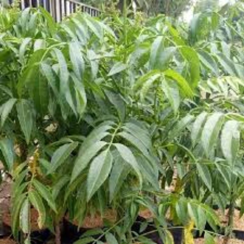 

daun kedondong dan asem