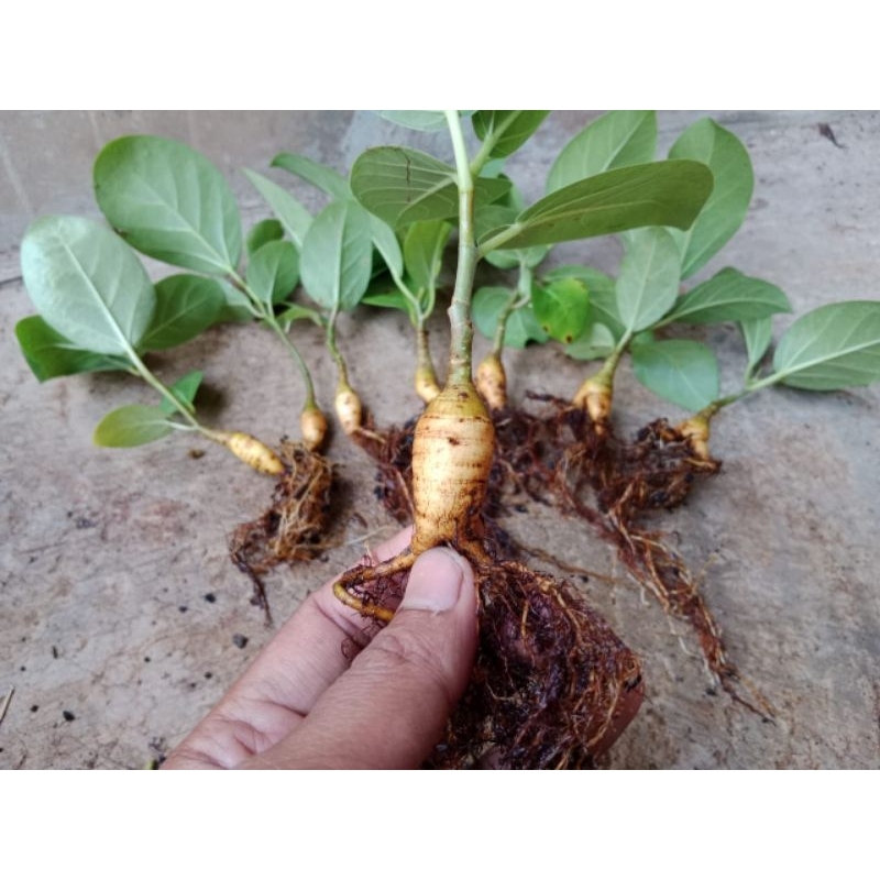Plant Caudex Ficus benghalensis a.k.a beringin India asli dari semai biji, import