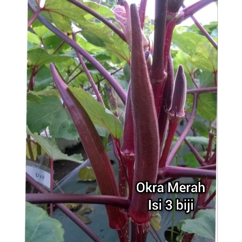 Okra merah biji kebununa
