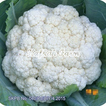 Benih 15 Biji Kubis Bunga TOP MAXI F1