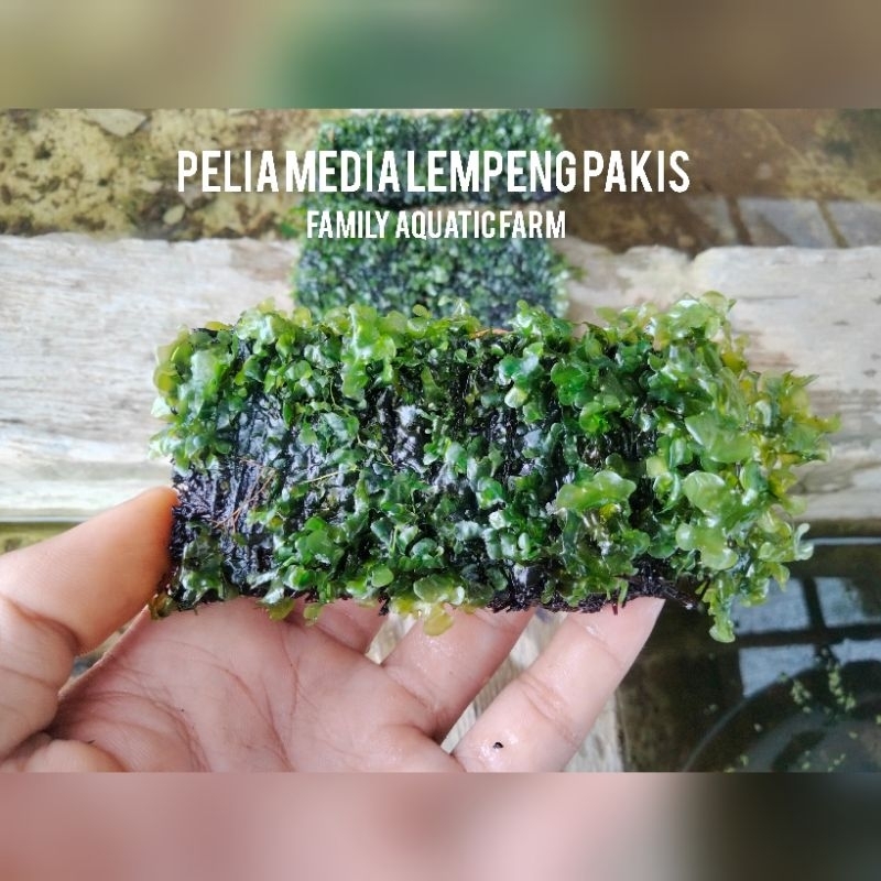 Moss pelia media lempeng pakis - Moss pelia - lumut aquascape - hiasan aquarium