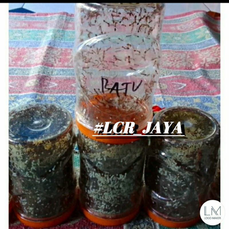 Bibit semut rangrang 1 paket : terdiri dari 3 toples bibit + 1 ratu siap ternak