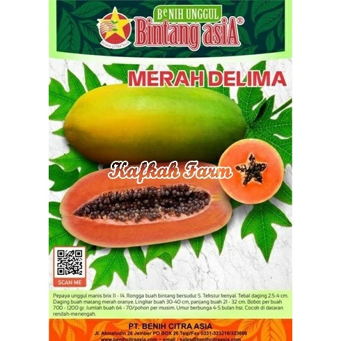 Benih 2 Biji Pepaya MERAH DELIMA