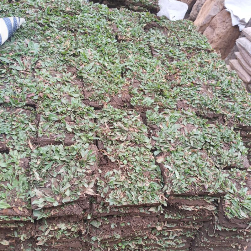 RUMPUT GAJAH MINI 1 METER