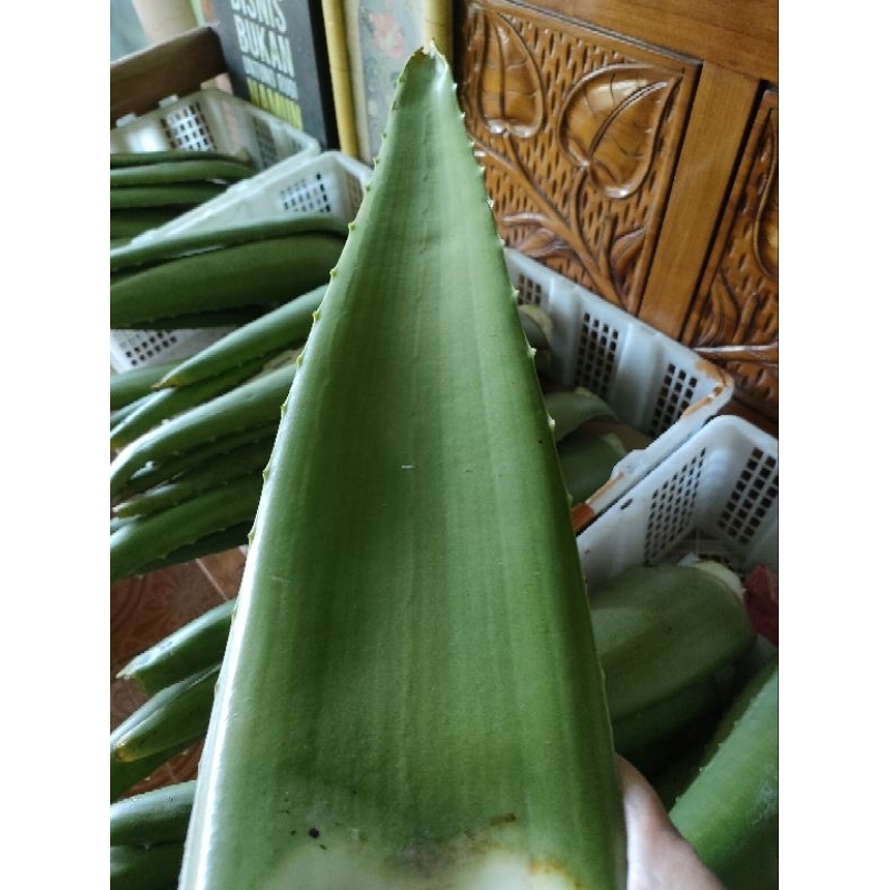 

LIDAH BUAYA ORGANIK PONTIANAK PREMIUM KWALITAS MALL SUPER JUMBO