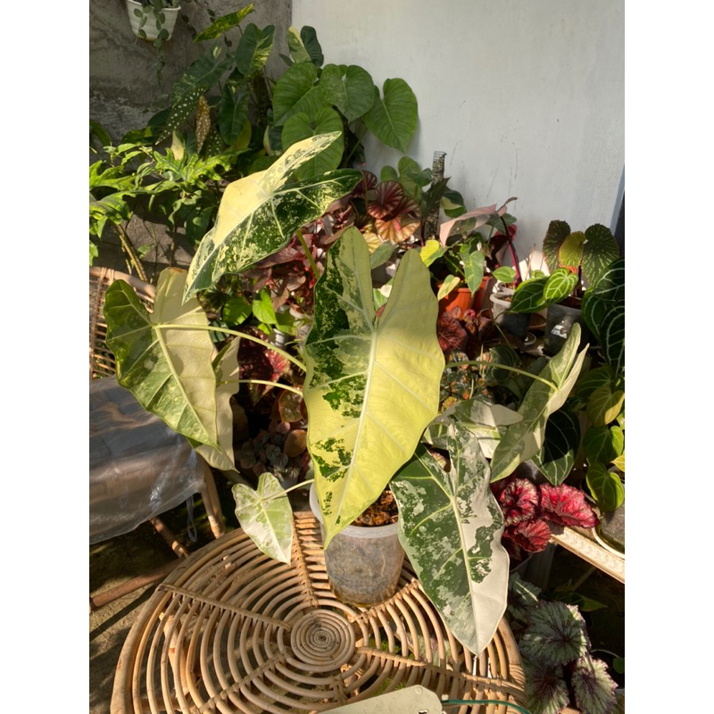 alocasia frydek variegata