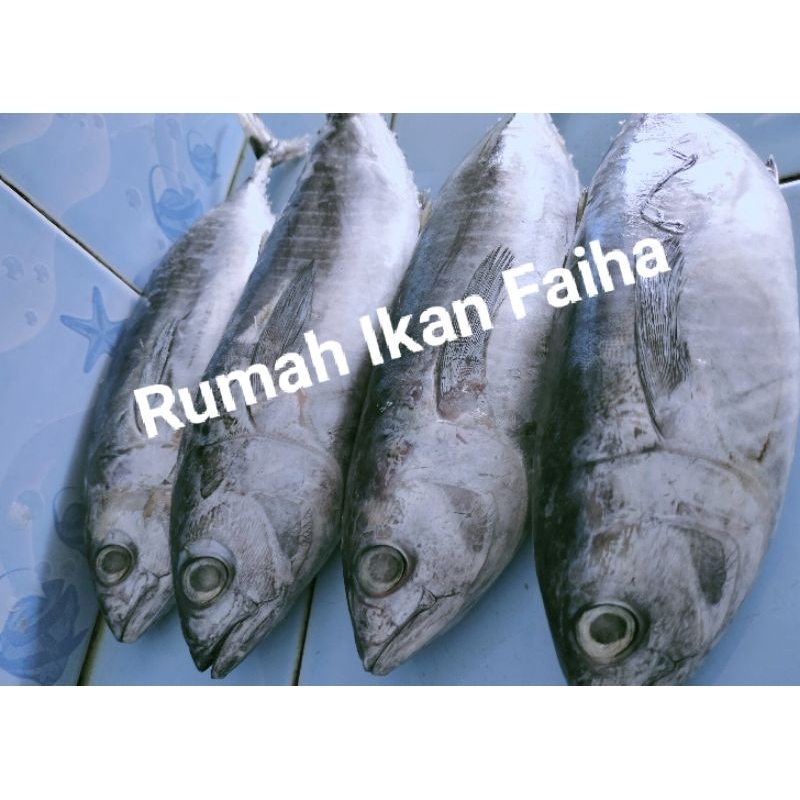 

Baby Tuna Segar Beku 1kg