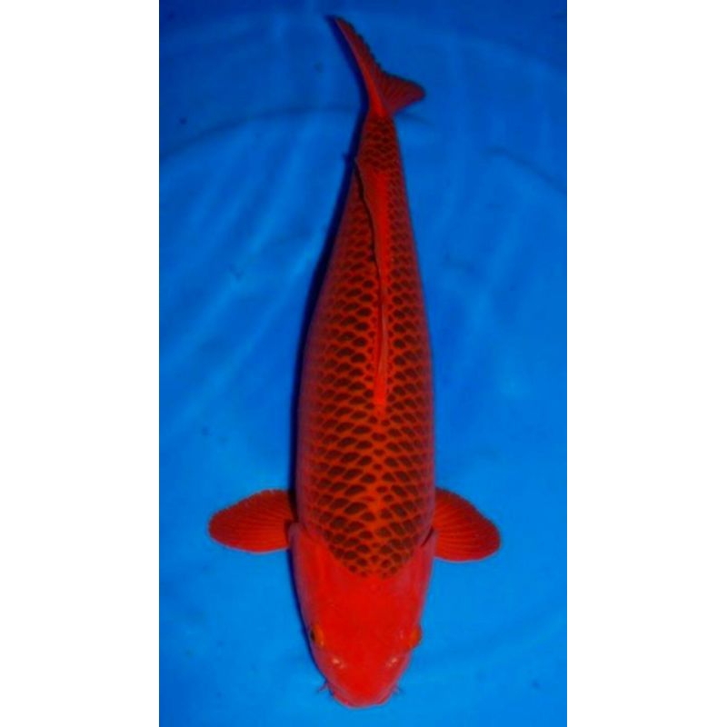 ikan koi aka matsuba grade A size 20cm