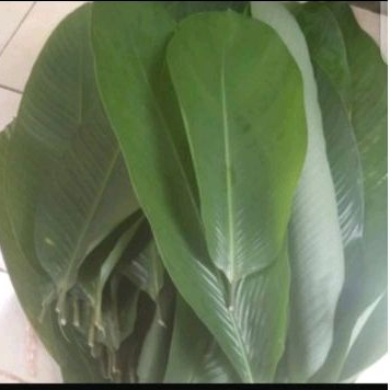 

daun patat pembukua makanan alami