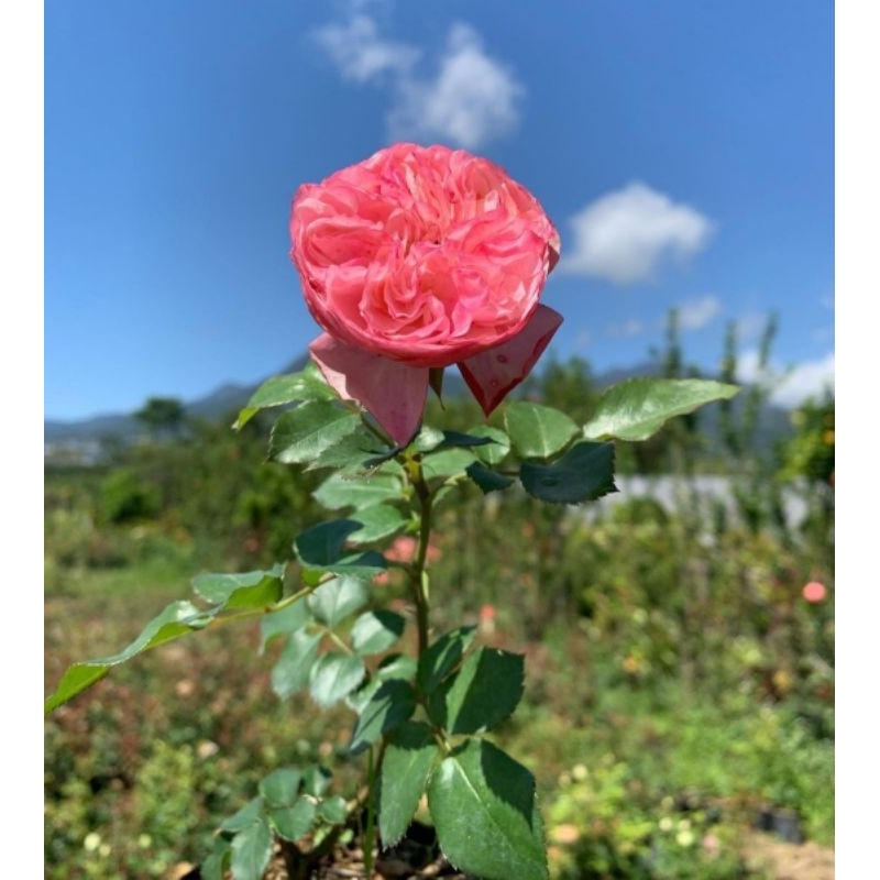 pohon hidup bunga mawar besar-charming piano-tanaman hias mawar pink