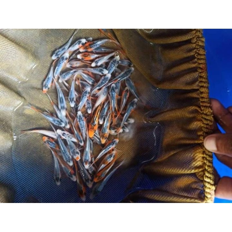 bibit susui-asagi & aka matsuba 6-8cm