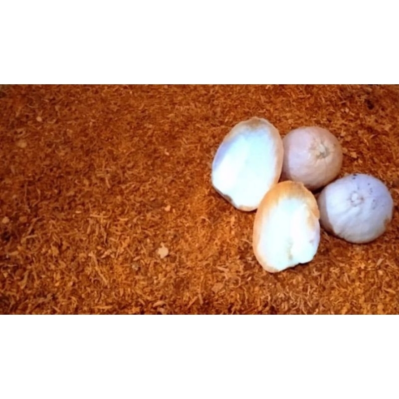

Serbuk biji alpuket 100 % alami berat bersih 50 gram