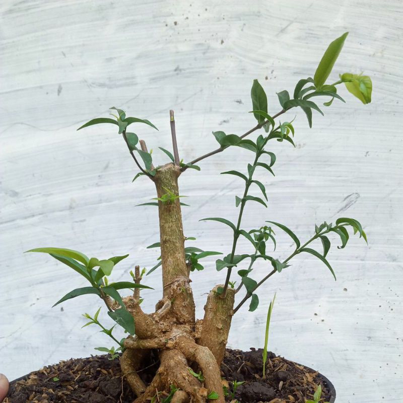 bahan bonsai anting putri