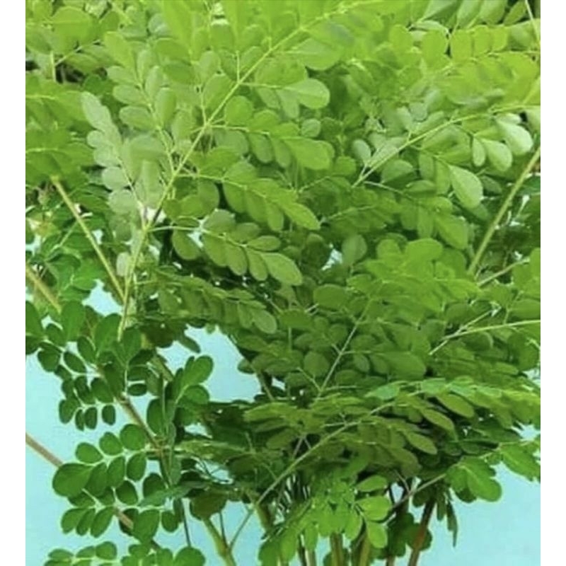 

daun kelor segar 200 gram