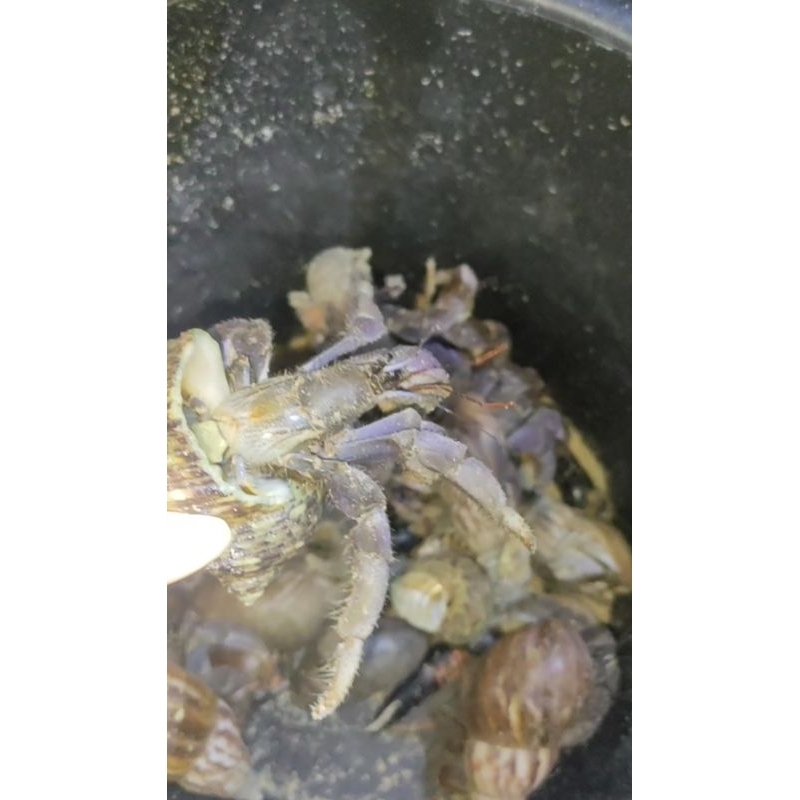 kelomang hidup ukuran jumbo L XL 500gram 1kg