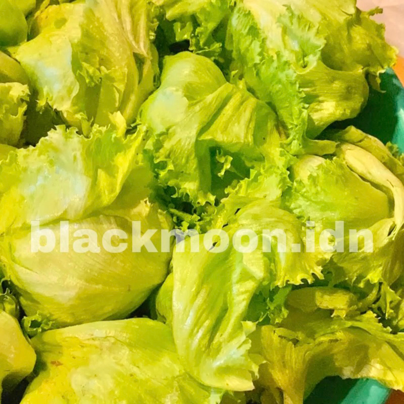 

Lettuce Head SEGAR Lettuce Kebab Salad Taco Shawarma 250 Gram 500 Gram 1 KG (KHUSUS INSTANT YA)