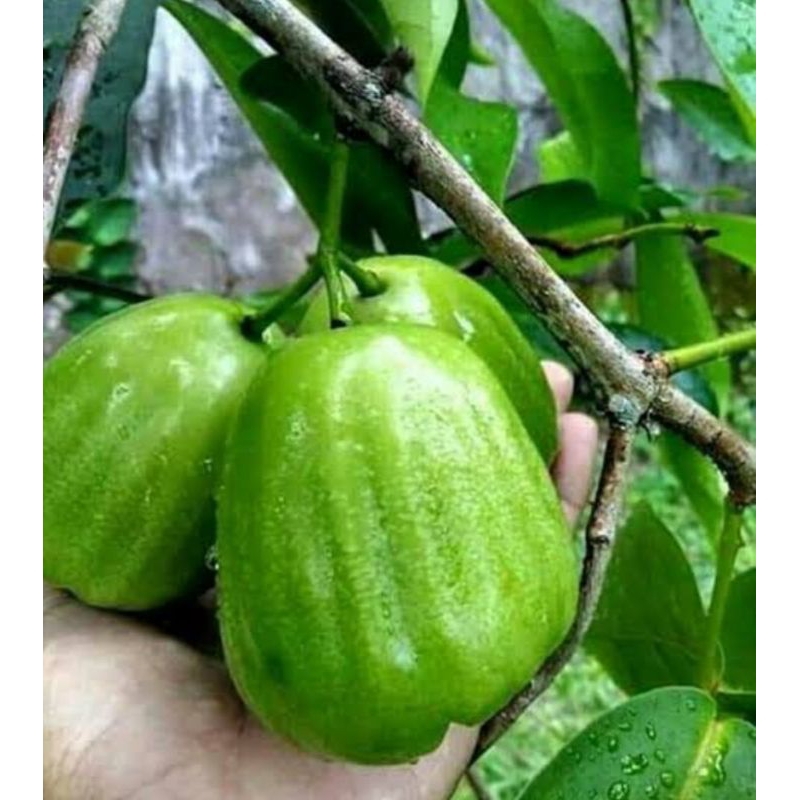 bibit jambu air kiojok okulasi