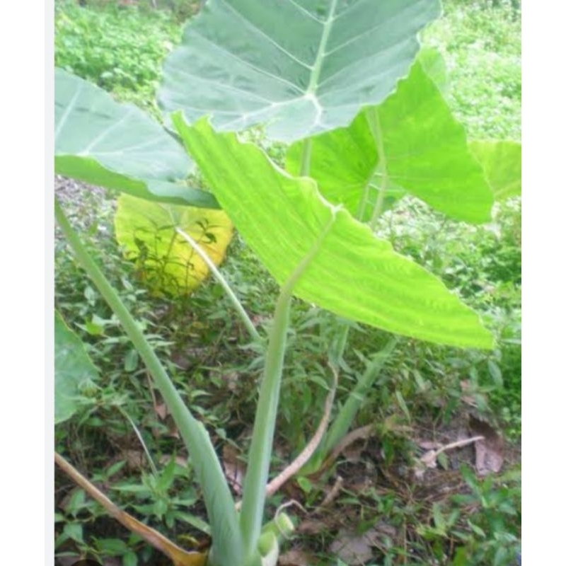 bibit Kemumu/lompong sayur & talas pratama, talas merah