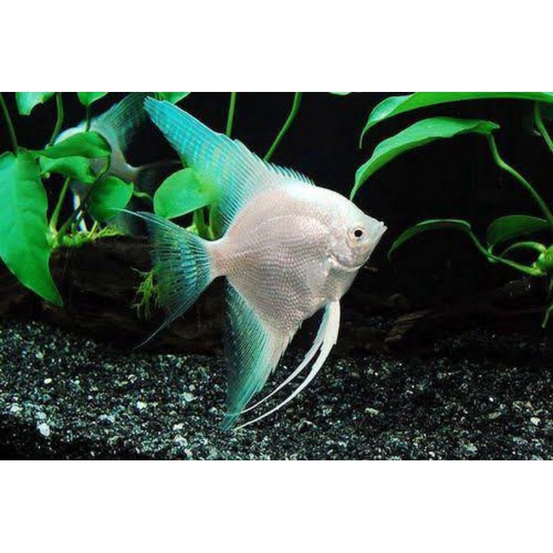 IKAN HIAS AQUASCAPE MANFISH / IKAN HIAS AQUASCAPE LAYANG LAYANG