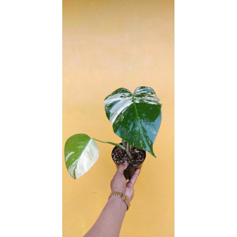 MONSTERA VARIEGATA WHITE TIGER