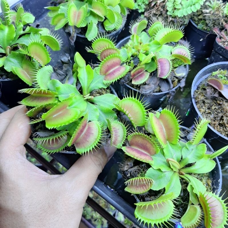Bibit Venus Flytrap VFT Tanaman Karnivora Pemangsa Serangga