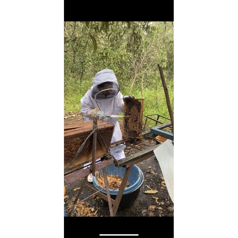 

Madu hutan akasiaa