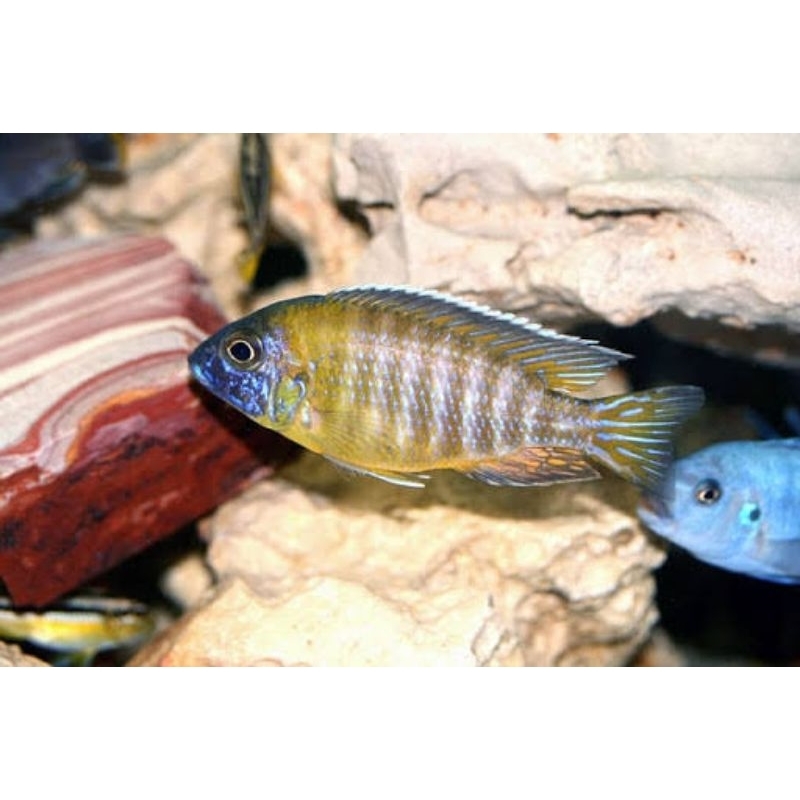 cichlid baenschi 5-6 cm