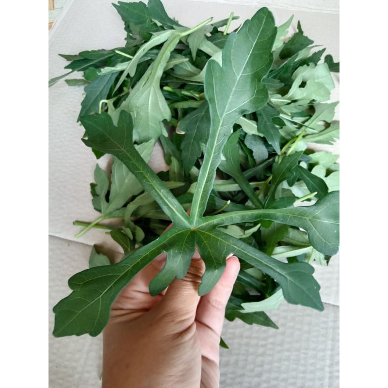 

lalapan daun gedi 150 gr