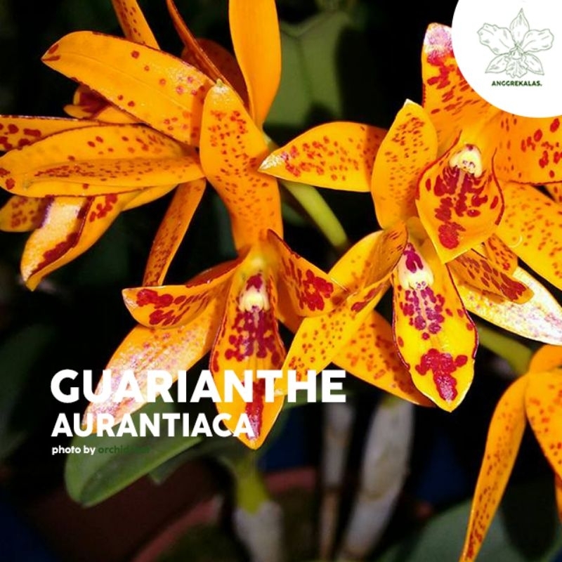 Anggrek Mini Cattleya Aurantiaca