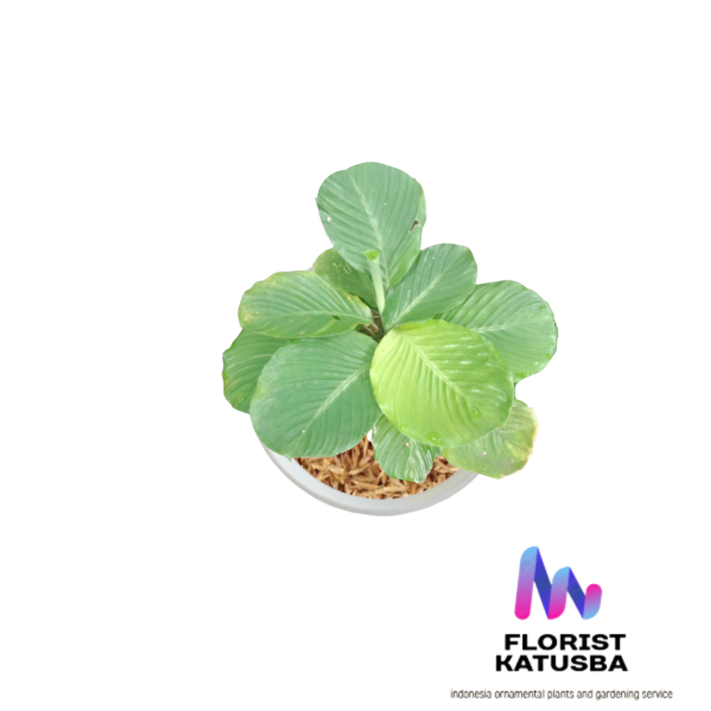 tanaman pisang calathea lutea mini pisang calathea mini daun bulat