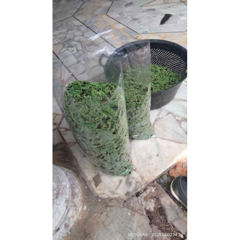 tanaman air azola perkantong 500 Gram