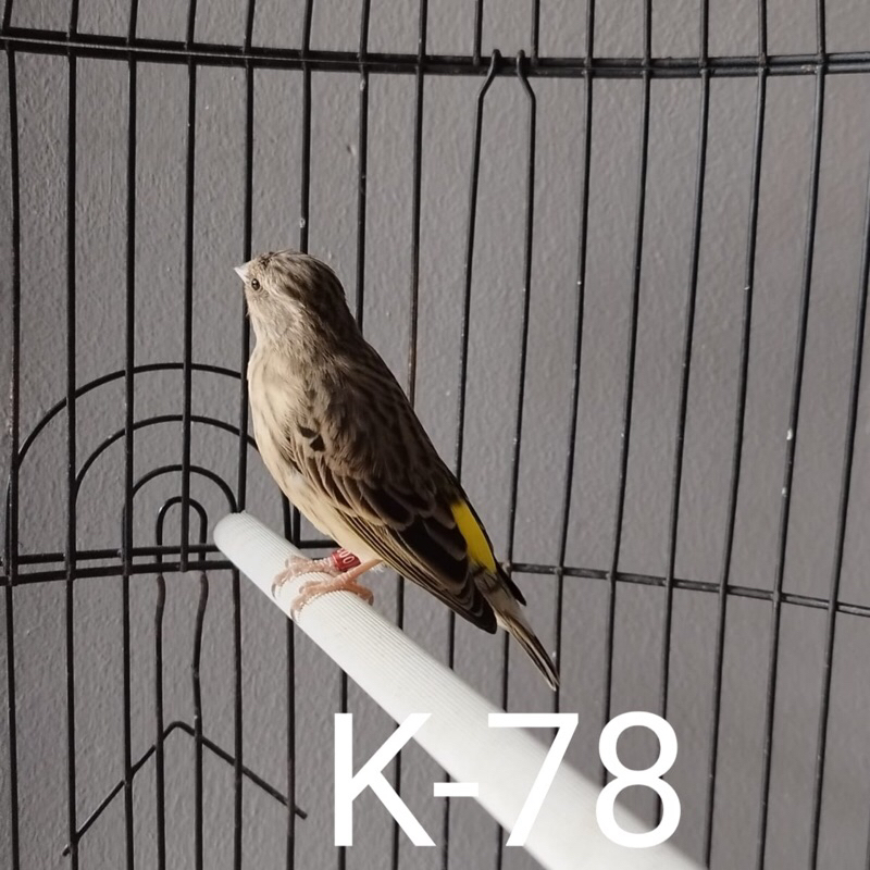 BLACKTHROAT BETINA DEWASA