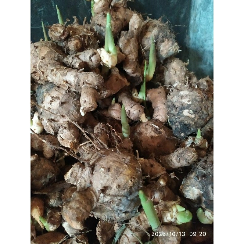 

Temulawak jumbo segar isi250g