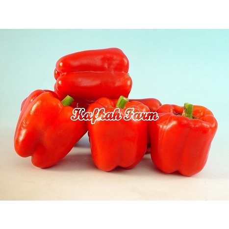 Benih 2 Biji Paprika RED STAR