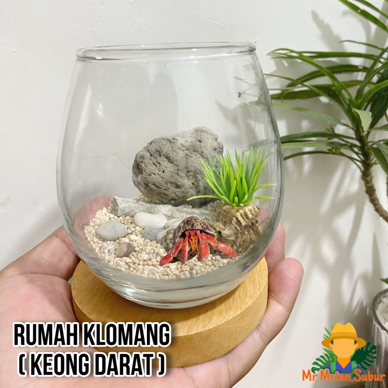 1 set rumah hewan mini tanpa keong darat / klomang edukasi meja kantor rumah (rumah saja)