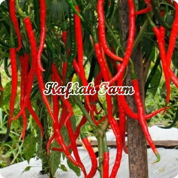 Benih 10 Biji Cabe Keriting DJITU F1